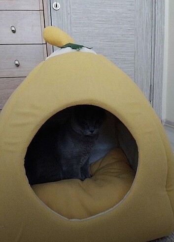  Beden Kedi yatağı 