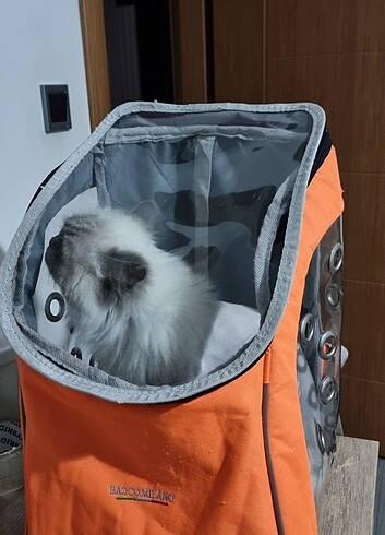 Ked köpek taşıma çantası turuncu ve gri
