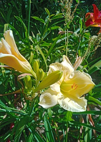 gün güzelleri karışık renk Bodur - Görsel 3