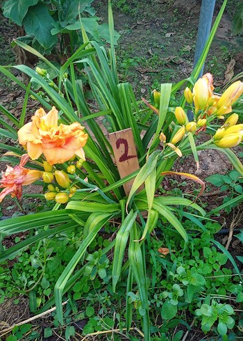 gün güzelleri karışık renk Bodur - Görsel 2