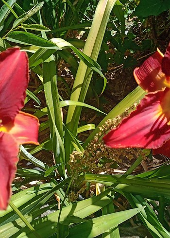 gün güzelleri karışık renk Bodur - Görsel 6