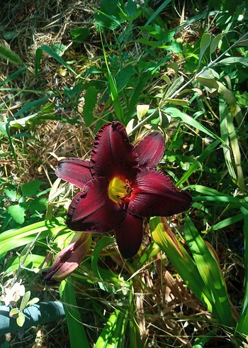 gün güzelleri karışık renk Bodur - Görsel 5