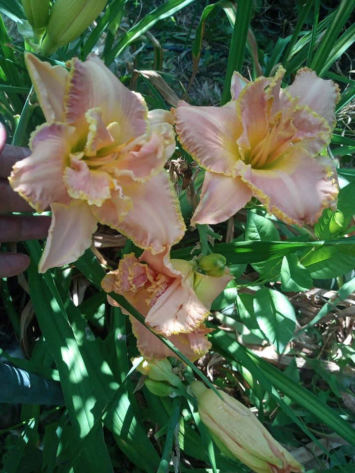 gün güzelleri karışık renk Bodur - Görsel 4