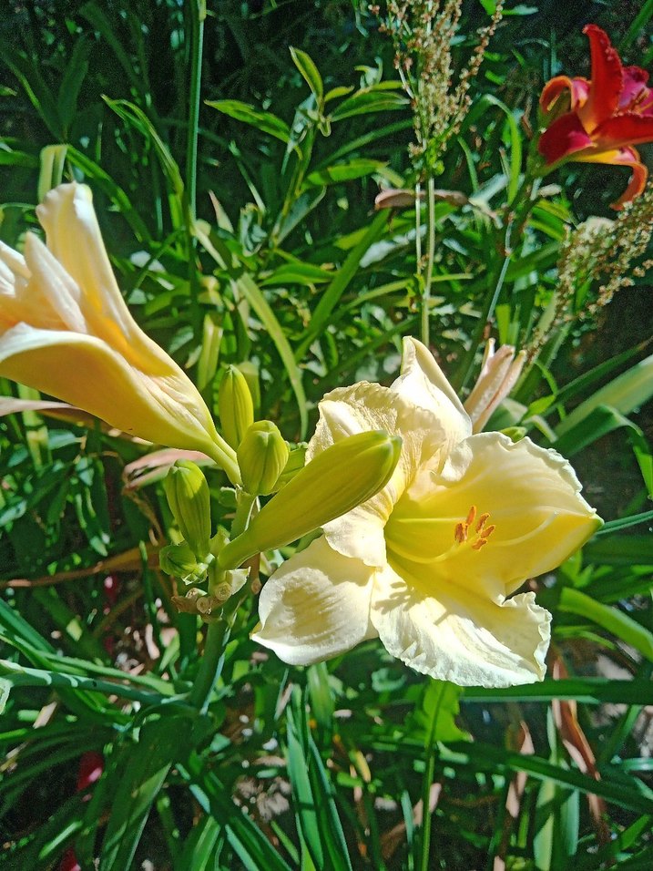 gün güzelleri karışık renk Bodur - Görsel 3