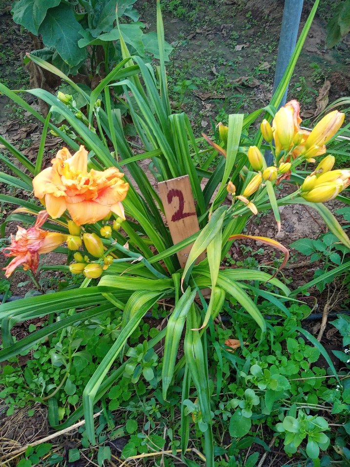 gün güzelleri karışık renk Bodur - Görsel 2