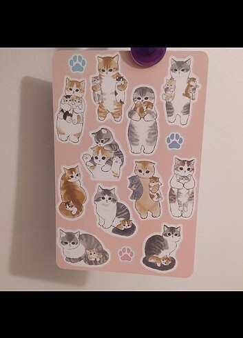  Sticker cute cats 