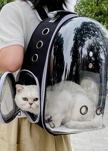 Kedi çantası 
