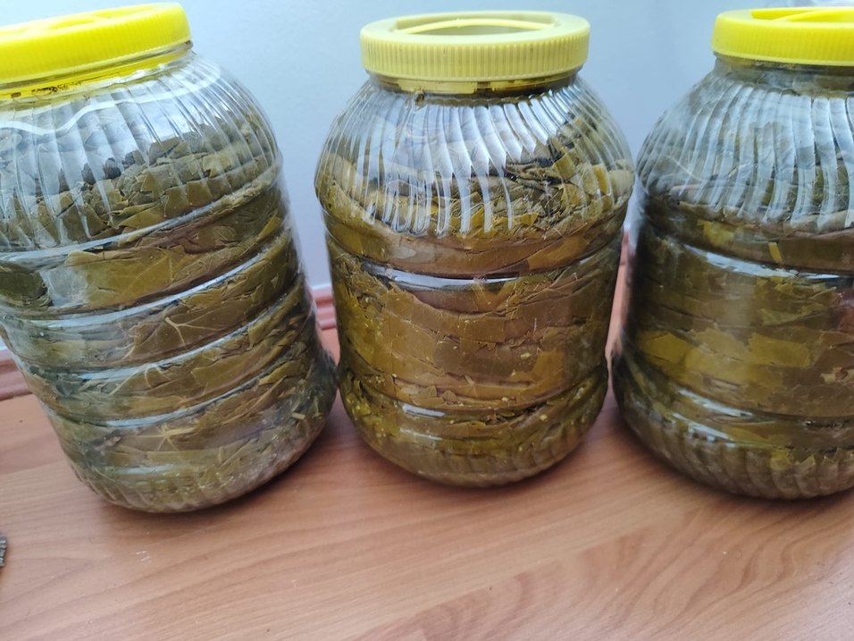 Doğal Erbaa yaprağı - Görsel 2