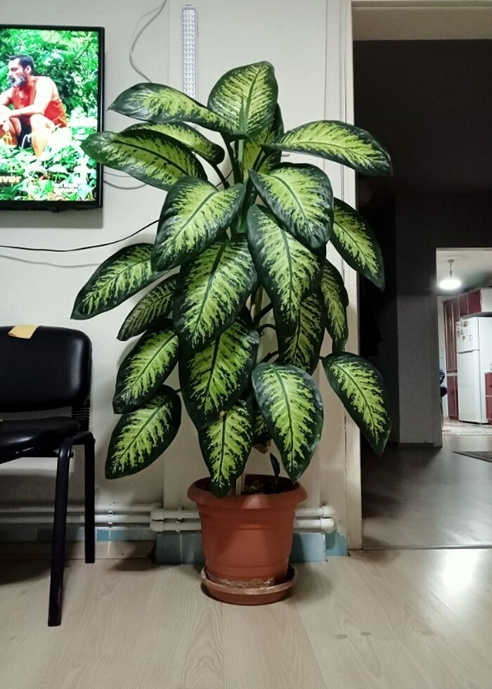 Ağlayan Çiçek (Difenbahya) - Görsel 3