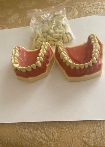 Diş Modeli Kitleri ve Parçaları