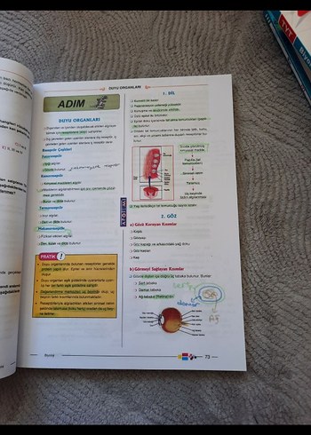 Beden Renk Apotemi Sistemler