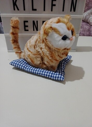 Beden Miyavlayan minderli kedi