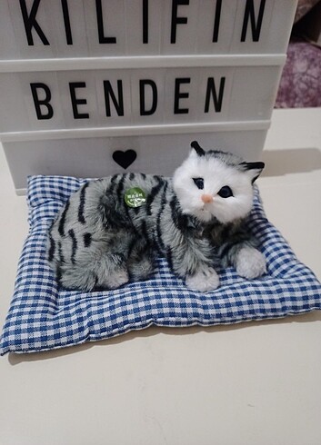 Miyavlayan minderli kedi 