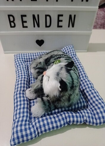 Diğer Miyavlayan minderli kedi