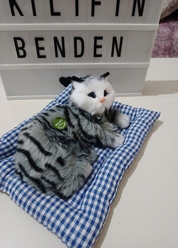 Beden Miyavlayan minderli kedi