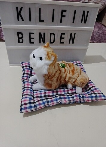 Diğer Miyavlayan minderli kedi