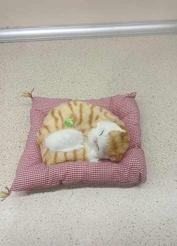 Diğer Minderli miyavlayan kedi
