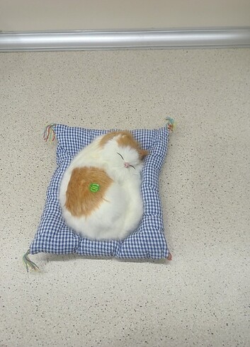 Minderli miyavlayan kedi 