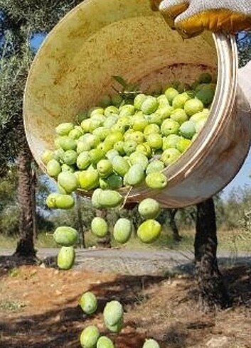  Beden AYDIN YÖRESİNDEN SAF 5L 100/100 ZEYTİNYAĞI