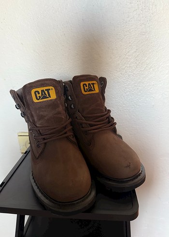 Cat 38