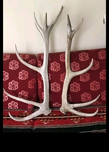 95 cm Geyik boynuzu