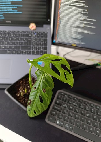 Delikli Yapraklı Monstera Adonsoni Monkey Mask Saksı Bitkisi - Görsel 2