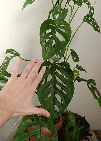 Delikli Yapraklı Monstera Adonsoni Monkey Mask Saksı Bitkisi - Görsel 3