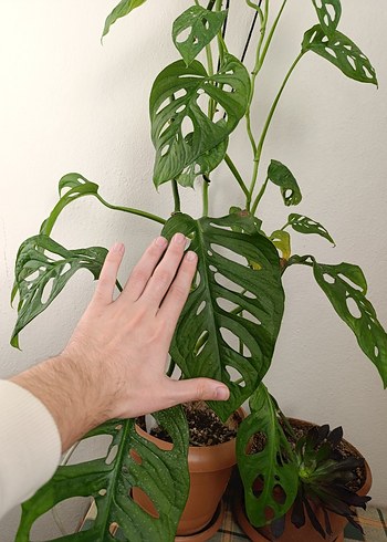 Delikli Yapraklı Koyu Yeşil Saksı Bitkisi - Görsel 2