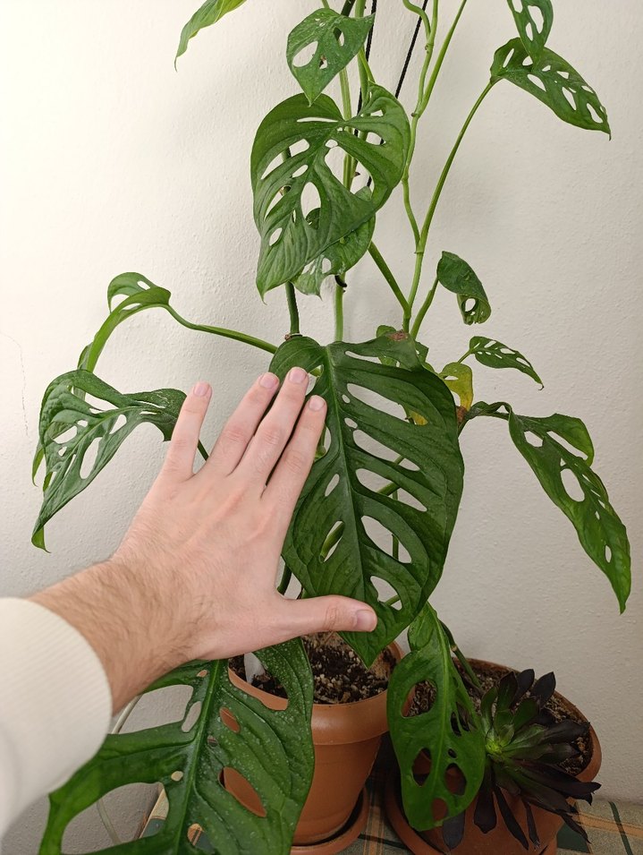 Delikli Yapraklı Koyu Yeşil Saksı Bitkisi - Görsel 2