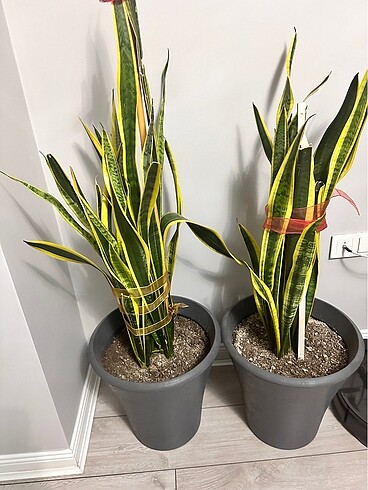 Kılıç çiçeği 120 cm yüksekliği var