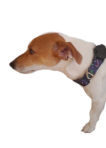 Desenli Köpek Tasması