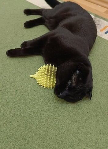 Kedi Tüy Toplayıcı - Görsel 7