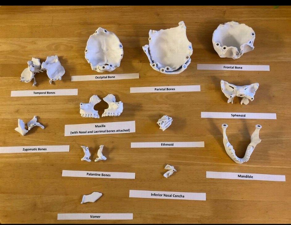 Beyaz Kafatası medikal gerçek ölçülerde 3d - Görsel 2
