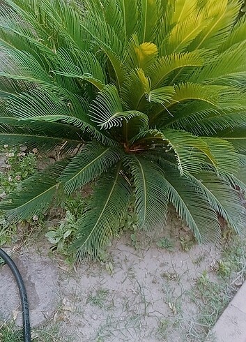  Beden Sikas( cycas) süs bitkisi