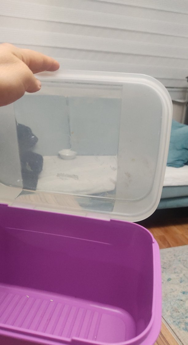 Tupperware Pastel Mor Plastik Saklama Kabı - Görsel 3