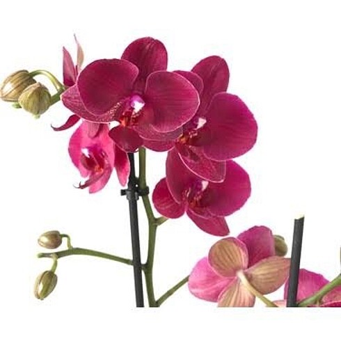 İthal phalaenopsis orkide çiçeksiz