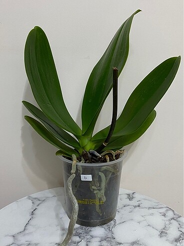 Diğer İthal phalaenopsis orkide çiçeksiz