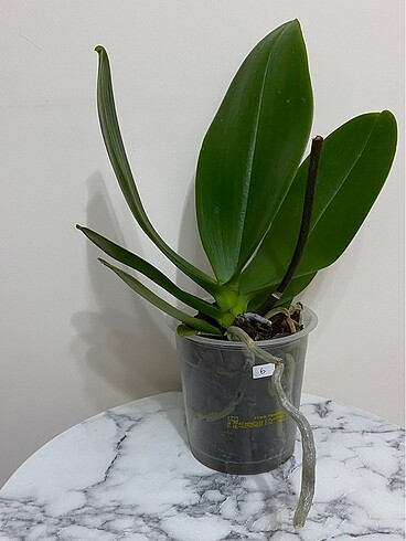  Beden İthal phalaenopsis orkide çiçeksiz