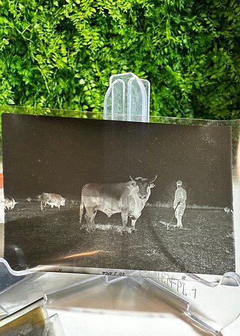 Siyah Beyaz Fotoğraf Negatif - Görsel 3