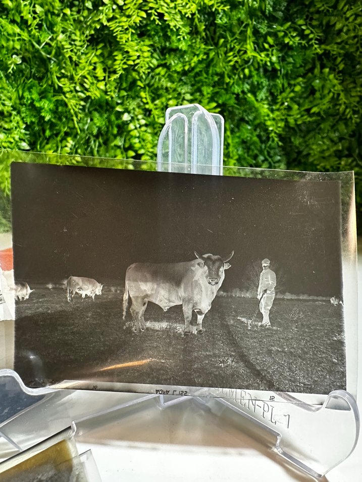 Siyah Beyaz Fotoğraf Negatif - Görsel 3