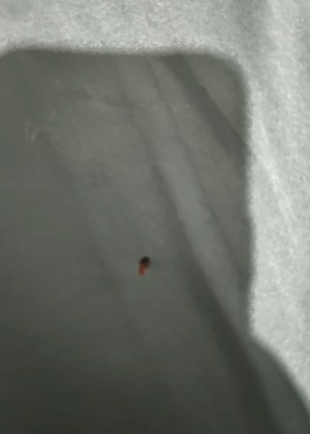 İki adet etek - Görsel 6