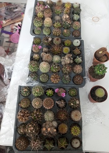 Çeşitli Kaktüs Seti (10 adet) Antalyadan geldi