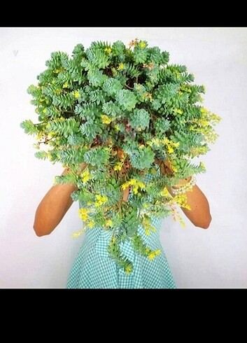 Sedum palmeri