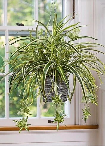 Chlorophytum comosum Kurdele çiçeği