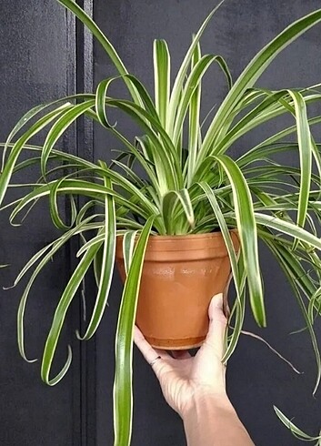 Diğer Chlorophytum comosum Kurdele çiçeği