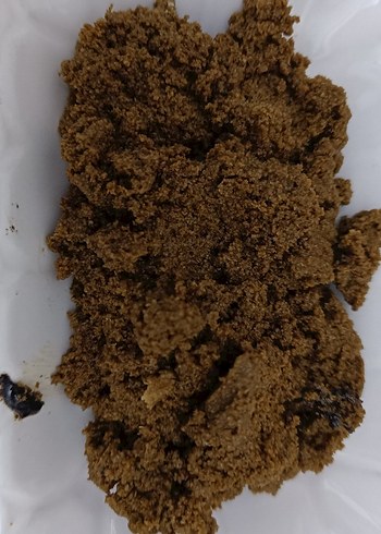 Koyu Kahverengi ve siyah afyon haşhaşı - Görsel 2