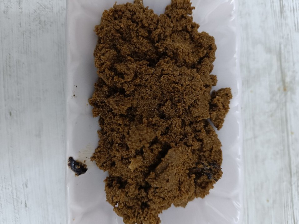 Koyu Kahverengi ve siyah afyon haşhaşı - Görsel 2