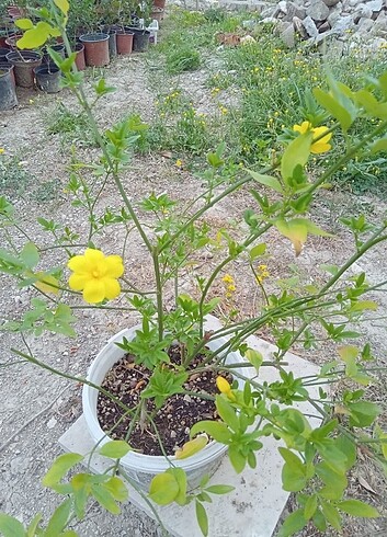 Tasarımcı Sarı Yasemin (Jasminum ) fidanı