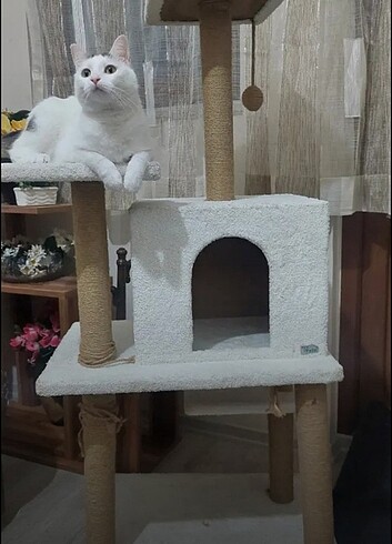 Lux katlı kedi evi