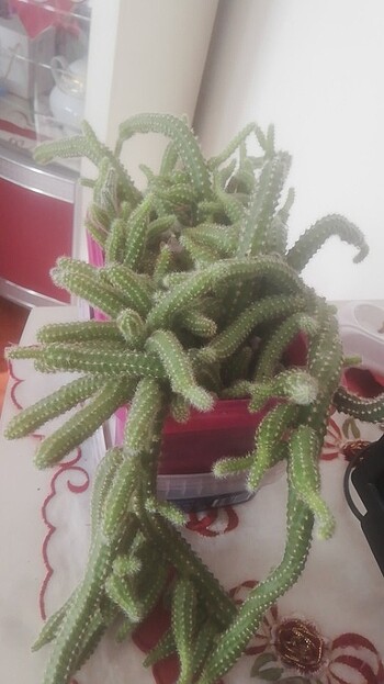  Kaktüs 